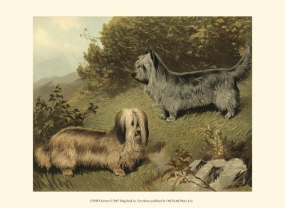 Terriers Print Terriers Print