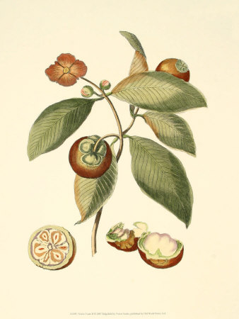 Native Fruits II Print Native Fruits II Print