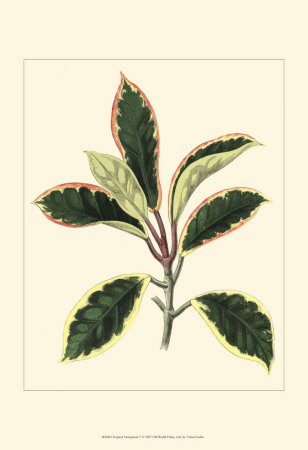 Tropical Variegation V Print Tropical Variegation V Print