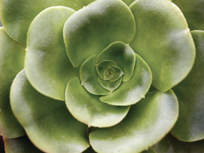 Echeveria II Print Echeveria II Print