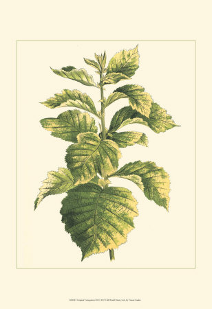 Tropical Variegation III Print Tropical Variegation III Print