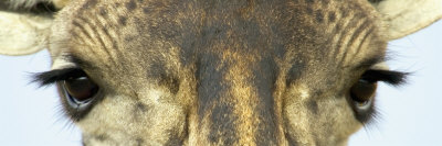 Maasai Giraffes Eyes Photographic Print Maasai Giraffes Eyes Photographic Print