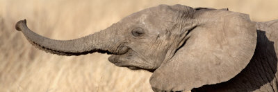 African Elephant Calf at Play Stretched Canvas Print