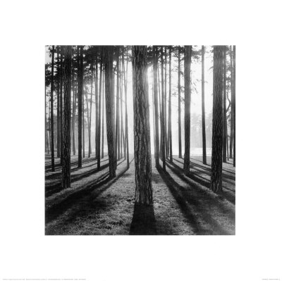 Sunlight Through Trees Print Sunlight Through Trees Print