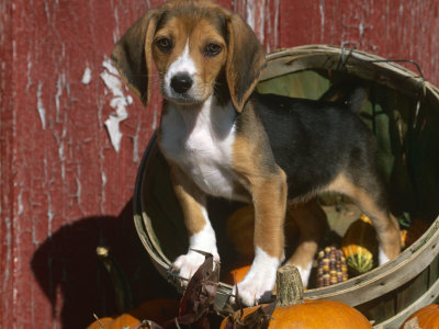 Beagle Dog Puppy Premium Poster Beagle Dog Puppy Premium Poster