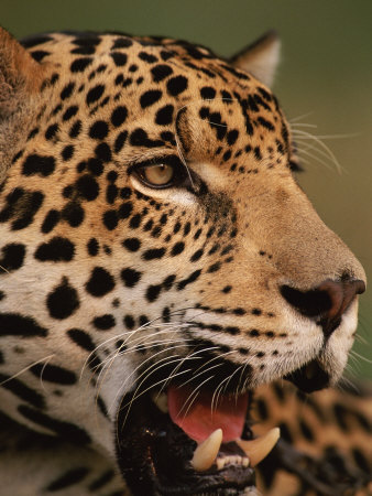 Jaguar Animal Cub. Jaguar+animal+face