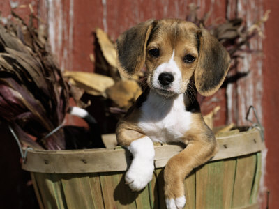 Beagle Dog Puppy Premium Poster Beagle Dog Puppy Premium Poster
