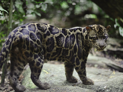 Clouded Leopard Male Other Clouded Leopard Male Other