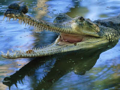Indian Gharial Crocodile