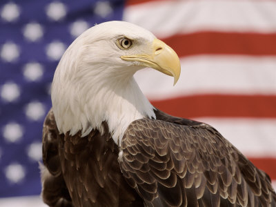 american flag eagle. American Bald Eagle Portrait