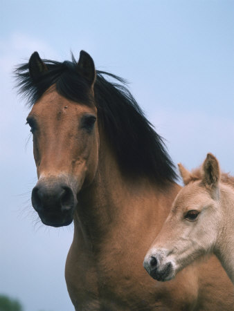 Domestic Horse, Dulmen Pony, Mare with Foal, Europe Premium Poster ... Domestic Horse, Dulmen Pony, Mare with Foal, Europe Premium Poster ...