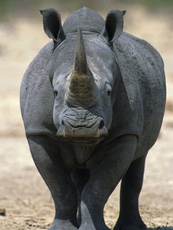Wooly White Rhino. The wooly rhinoceros facts
