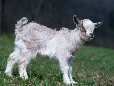 Pygmy Domestic Goat Kid Premium Poster Pygmy Domestic Goat Kid Premium Poster
