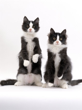 cats and kittens black and white. Black & White and Silver/grey. Classified Ad - Bolton Cats and Kittens 
