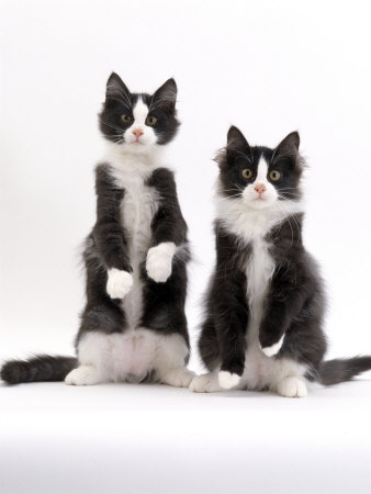 Black And White Kittens And Cats. Cat, Two Black-And-White