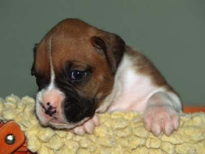 Boxer Puppy, USA Premium Poster Boxer Puppy, USA Premium Poster
