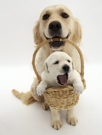 jane-burton-domestic-dog-canis-familiaris-carrying-puppy-in-basket.jpg