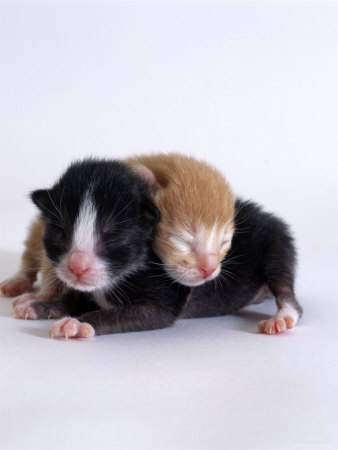 Black And White Kittens And Cats. Domestic Cat, 1-Day Kittens