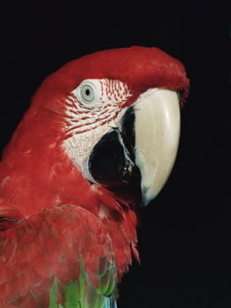 Green Winged Macaw Premium Poster Green Winged Macaw Premium Poster