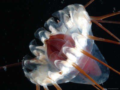 Deep  Jelly Fish on Deep Sea Jellyfish Periphylla