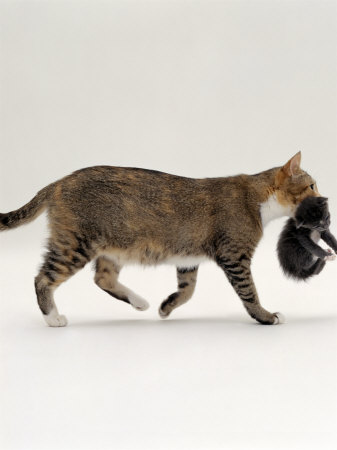 Momma+cat+and+kitten