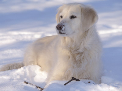 golden retriever puppies in the snow. Golden Retriever Lying in Snow