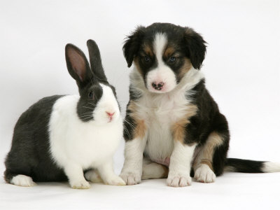 pictures of puppies to color. color collie puppiesthree