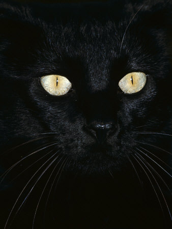 cat eyes close up. Black Domestic Cat, Eyes with