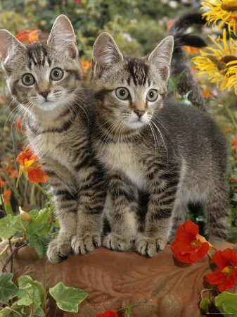 short hair tabby kitten. 10-Week, Short-Haired Ticked