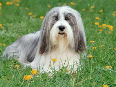 Bearded Collie Premium Poster Bearded Collie Premium Poster