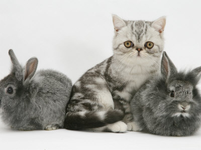 Rabbits Photographic Print