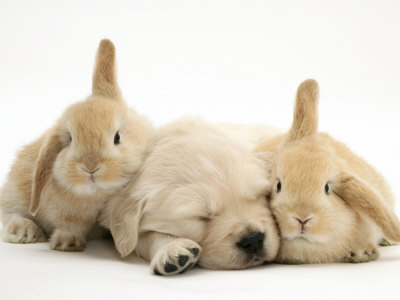 Golden Retriever Puppy Sleeping Between Two Young Sandy Lop Rabbits
