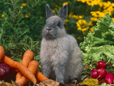 neverland dwarf rabbits. Domestic Netherland Dwarf