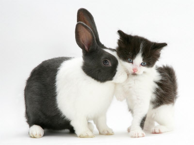 a black and white rabbit. Black-And-White Kitten with Blue Dutch Rabbit Photographic Print