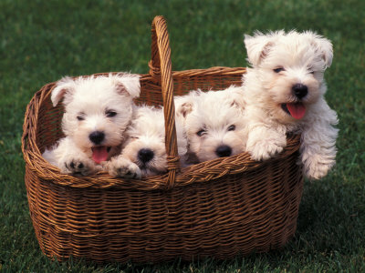 westie pictures. Terrier / Westie Puppies