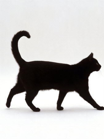 Domestic Cat, Black Short-Hair Male, Walking Profile Photographic Print