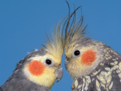 Pair of Cockatiels Premium Poster Pair of Cockatiels Premium Poster