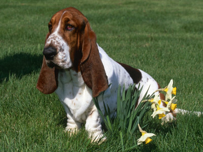 Basset Hound, USA Premium Poster Basset Hound, USA Premium Poster