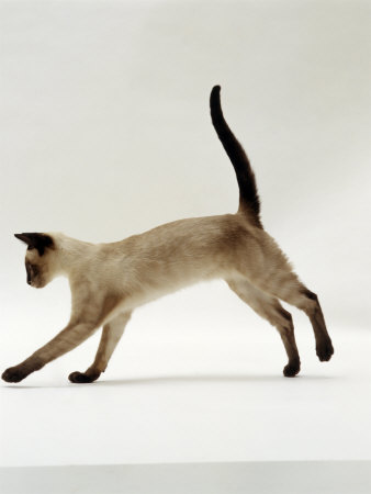 Domestic Cat, Seal-Point Siamese Juvenile Running Profile Photographic Print