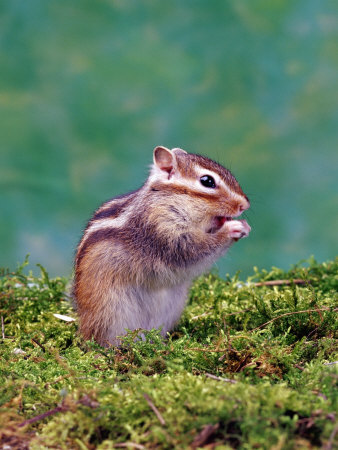 Siberian Chipmunk Premium Poster Siberian Chipmunk Premium Poster