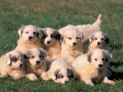 Domestic Dogs, Group of Eight Pyrenean Mountain Dog Puppies Photographic 