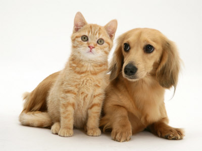 pictures of puppies and kittens. Cream Kitten with Cream Dapple