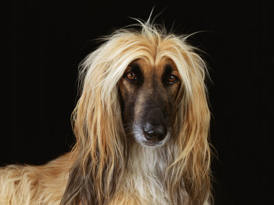 Afghan Hound Dog Premium Poster Afghan Hound Dog Premium Poster