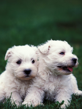 westie wallpaper. with thea cute westie and