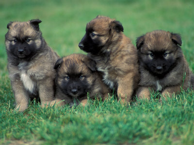 dogs and puppies together. Shepherd Dog Puppies