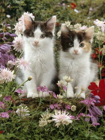 black and white photos of flowers. Black-And-White Kittens