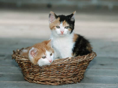 pictures of kittens and cats. Kittens+and+cats+pictures