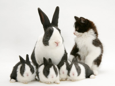 Black And White Kitty. and Black-And-White Kitten