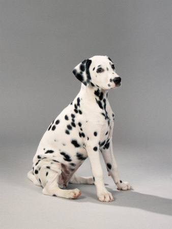 Dalmatian at Rest Premium Poster Dalmatian at Rest Premium Poster