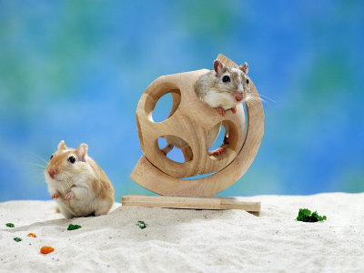 Gerbil at Play Premium Poster Gerbil at Play Premium Poster